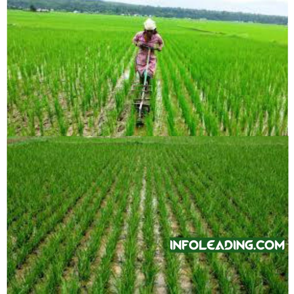 How To Start Rice Farming Business In Nigeria – InfoLeading